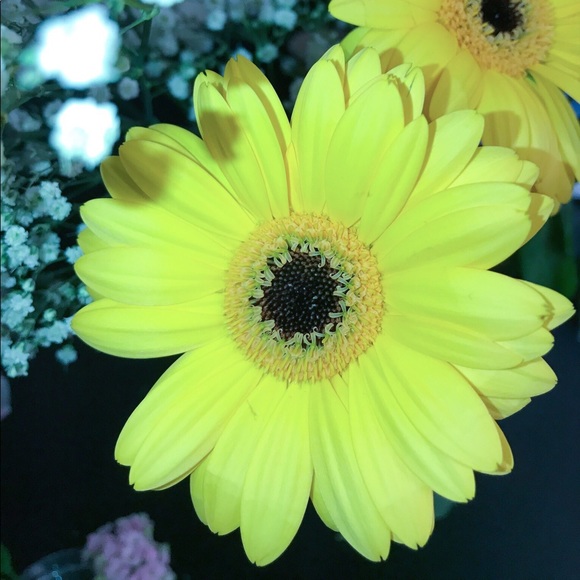 Meet your Posher, Aubrey - Picture 1 of 1